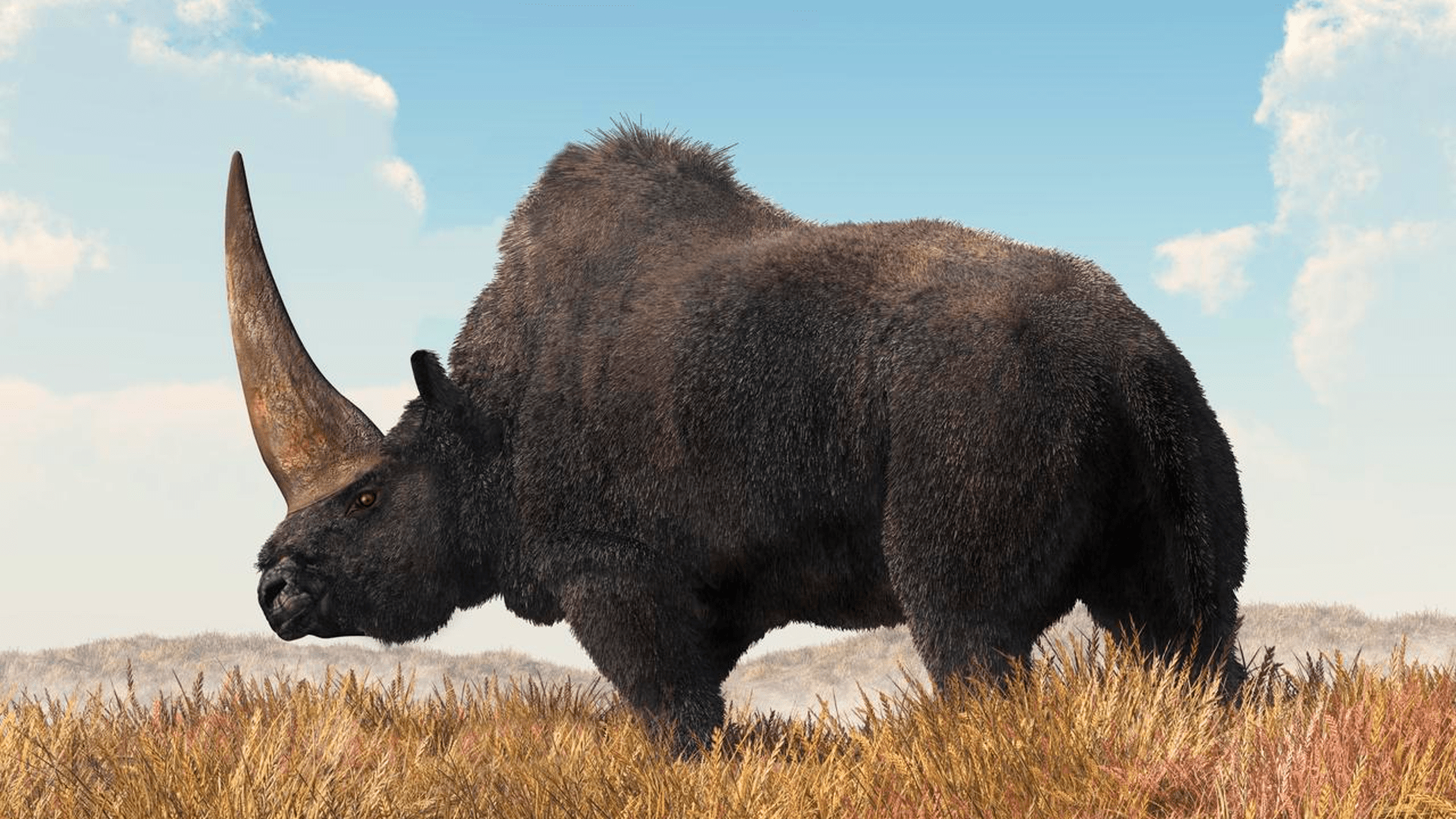 Elasmotherium sp.