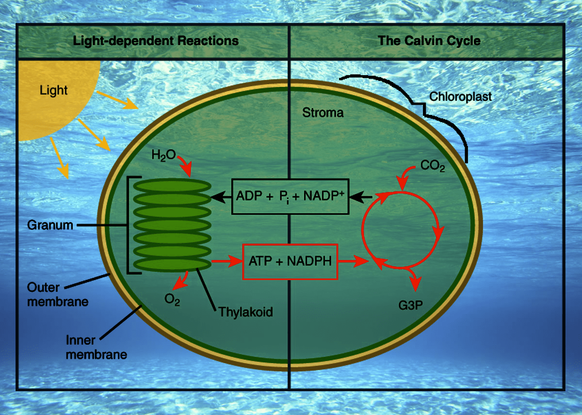 Diagram of the process of photosynthesis taking place in a chloroplast