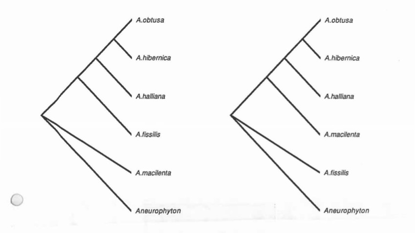 lawrence-1991-archaeopteris-paup-run-3_cr