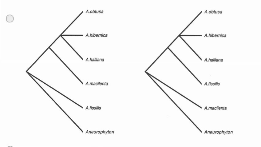 lawrence-1991-archaeopteris-paup-run-2_cr