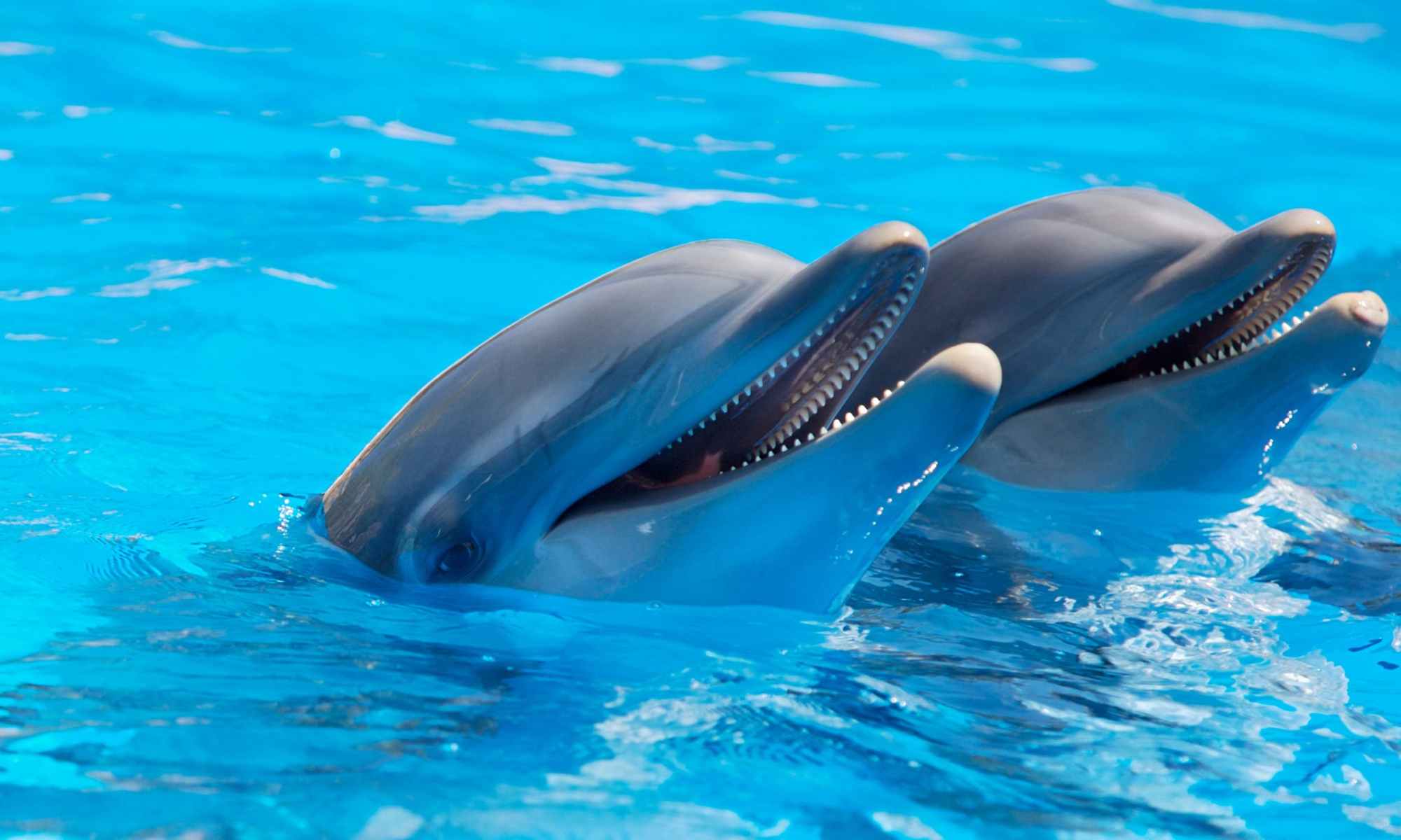 Two dolphins with what look like big smiles.