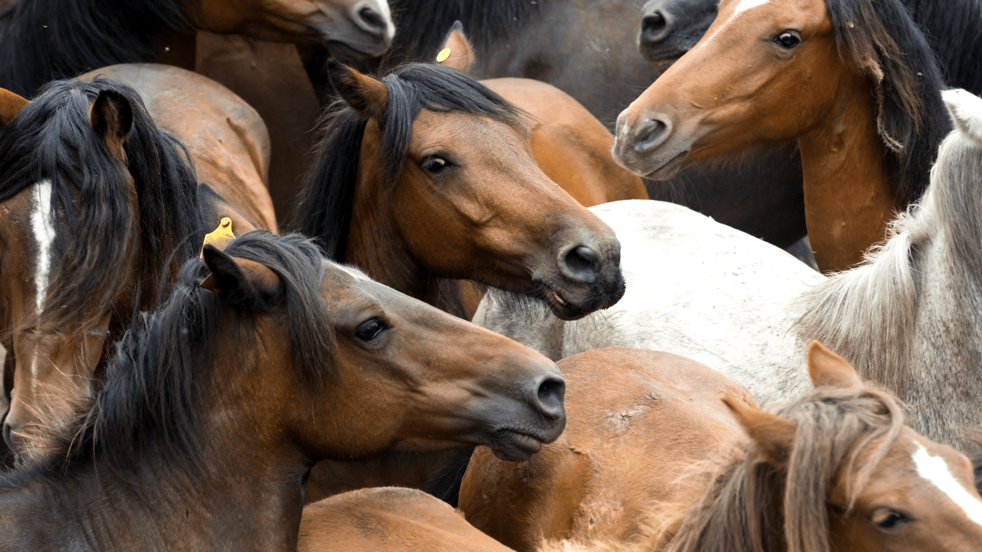 a herd of horses