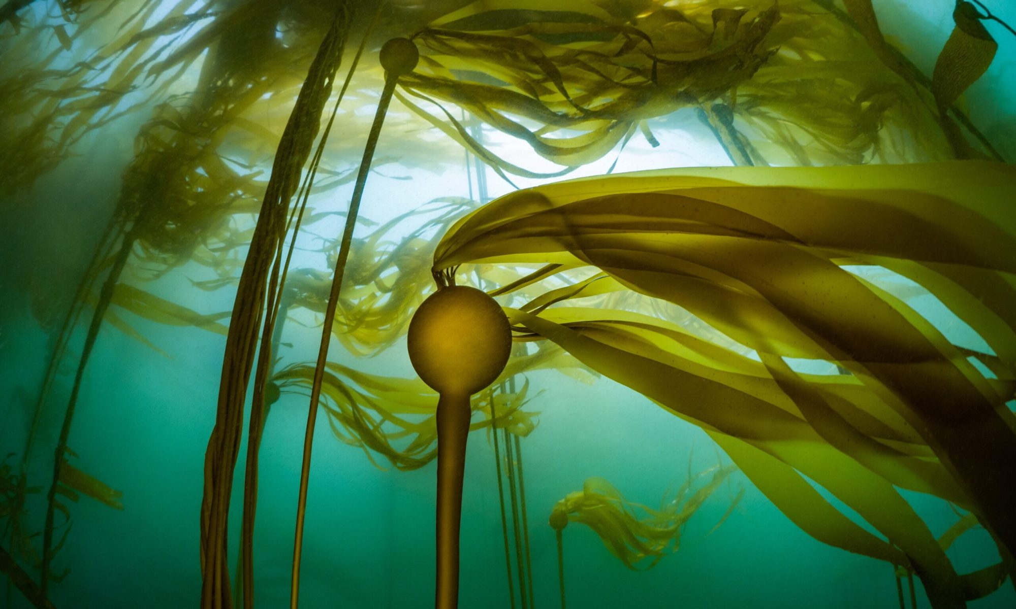 Sunlight streams through the Emerald Sea and lights up the leaves of Kelp