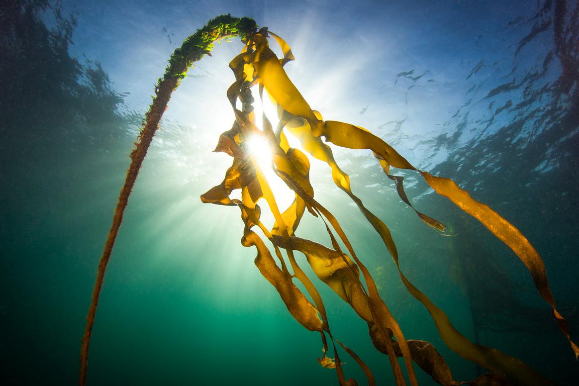 Sunlight streams through the Emerald Sea and lights up the leaves of Bull Kelp