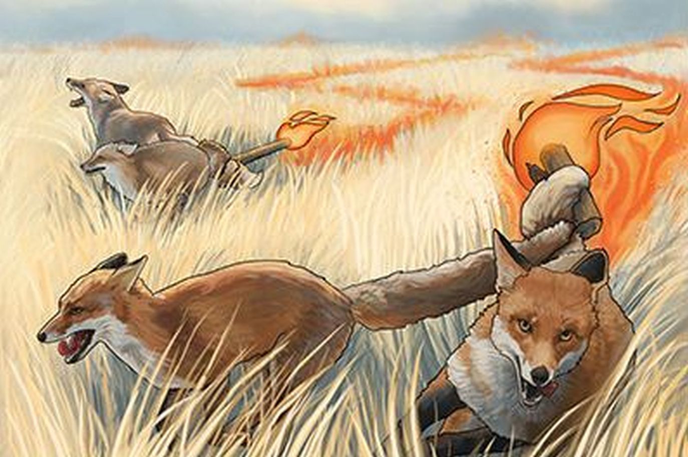Pairs of foxes with burning tails run through standing corn
