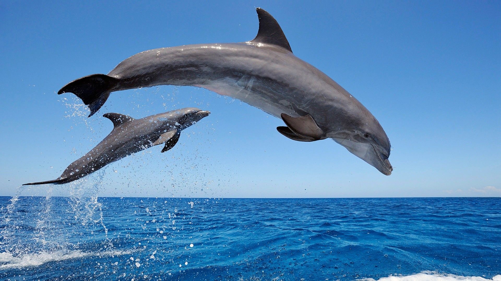Dolphins leaping out of the water
