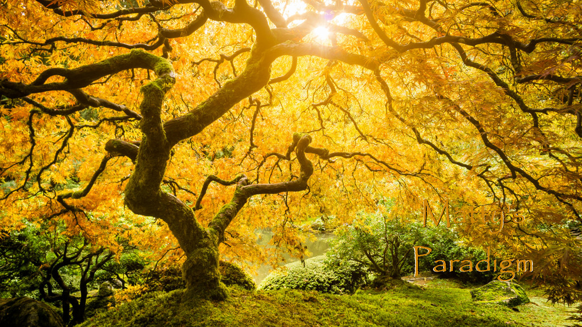 Sunlight filtering throught leave of a knarled tree in the fall