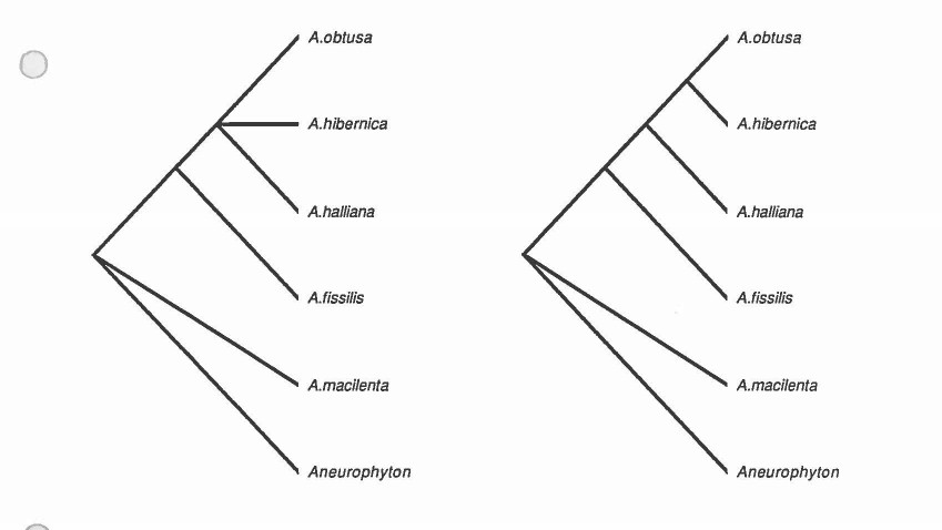 lawrence-1991-archaeopteris-paup-run-1_cr